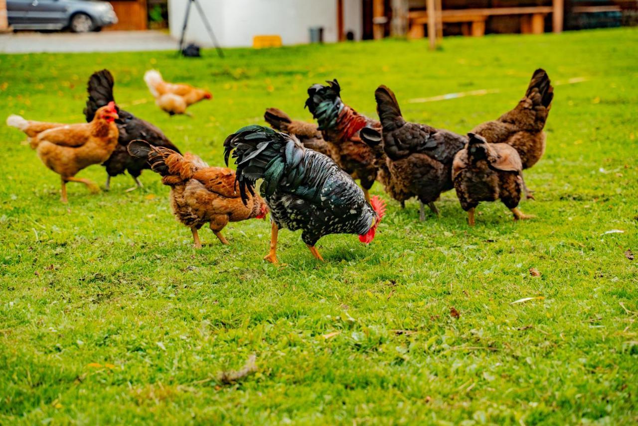 Farma Zelena Ruza Villa Klacno Buitenkant foto