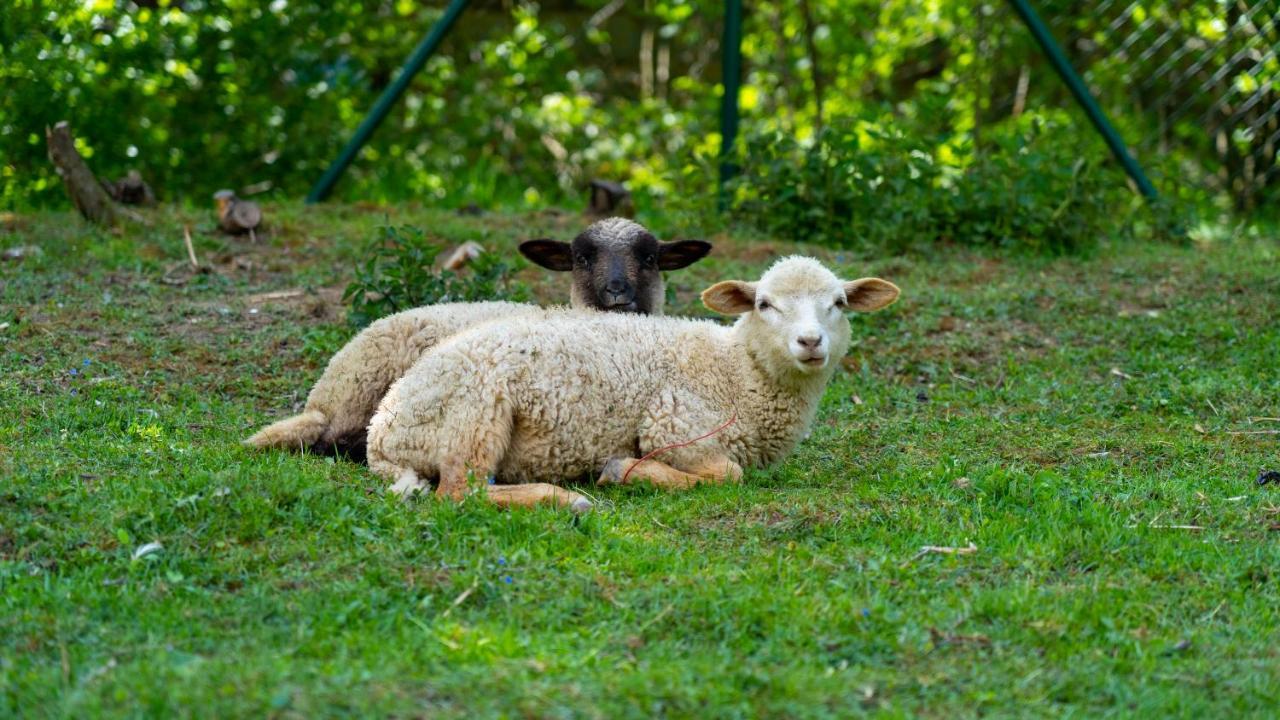 Farma Zelena Ruza Villa Klacno Buitenkant foto