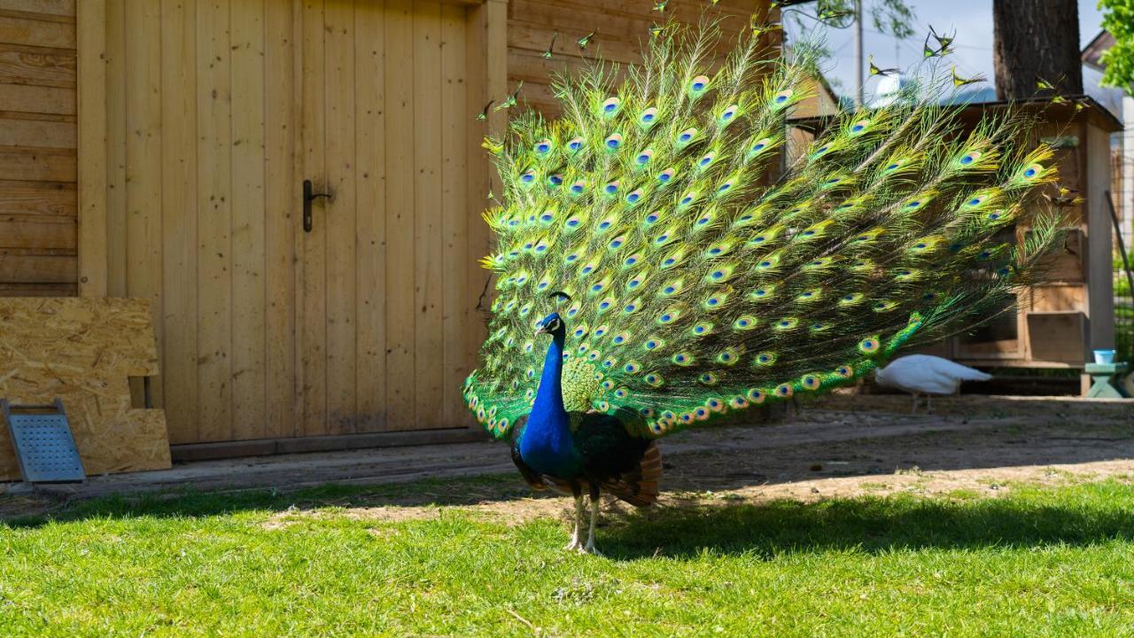Farma Zelena Ruza Villa Klacno Buitenkant foto
