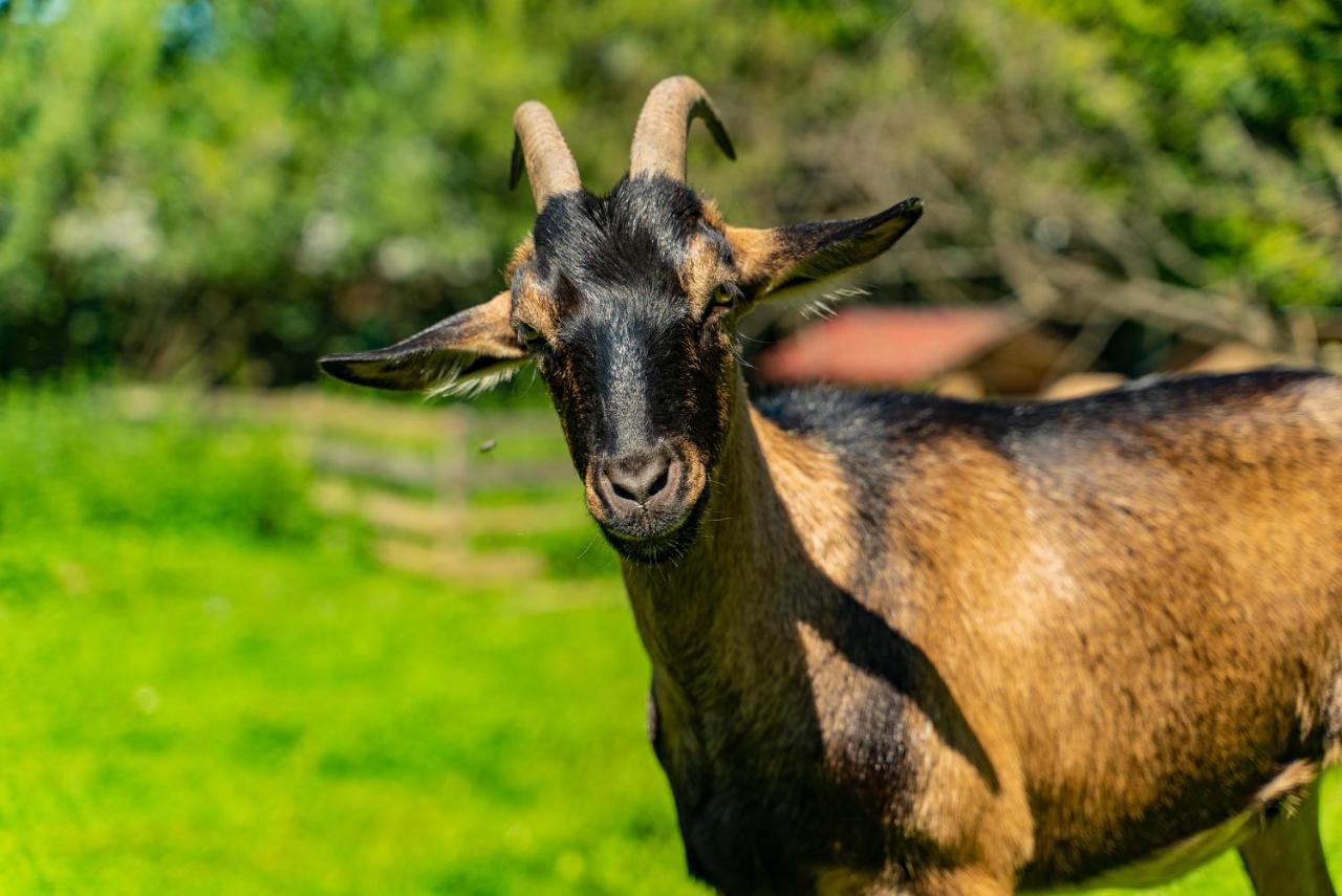 Farma Zelena Ruza Villa Klacno Buitenkant foto