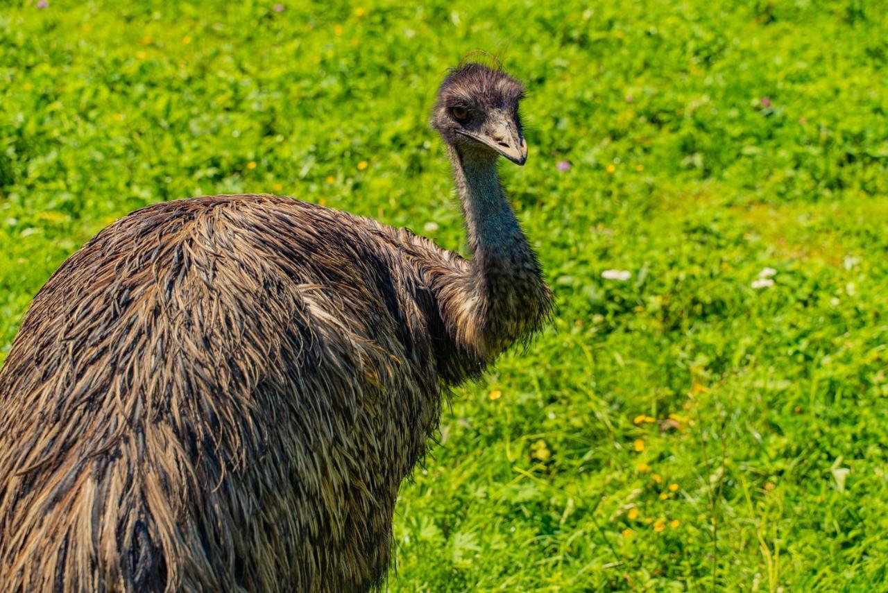 Farma Zelena Ruza Villa Klacno Buitenkant foto