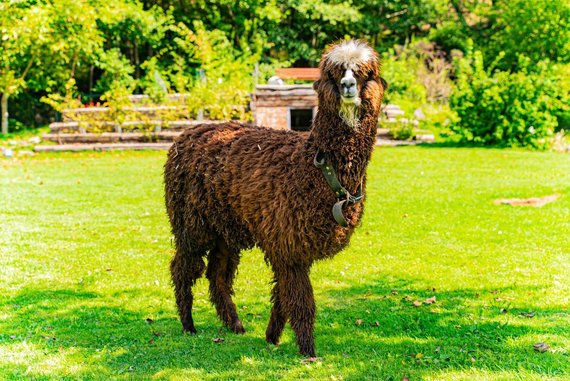 Farma Zelena Ruza Villa Klacno Buitenkant foto
